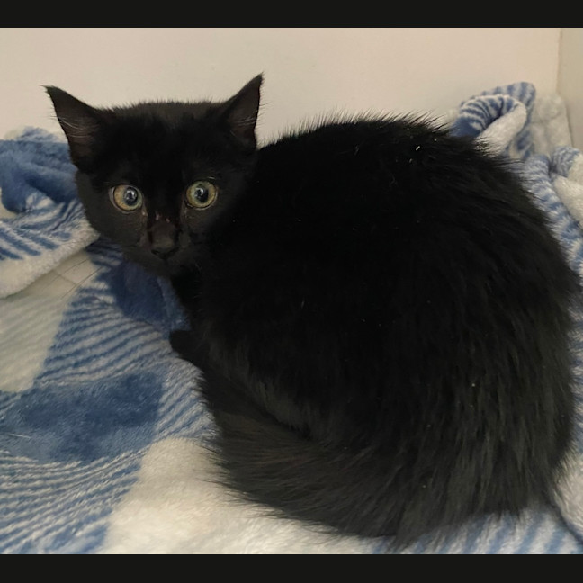 Photo of Panther