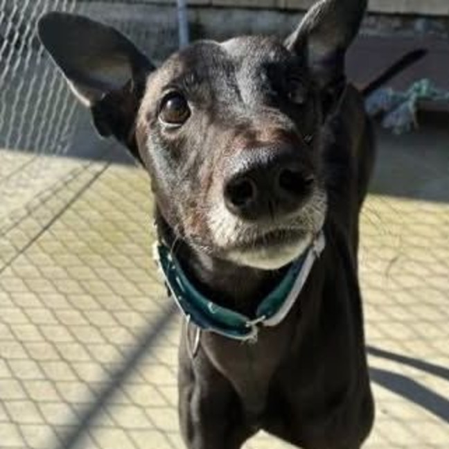 Photo of Logan The Greyhound
