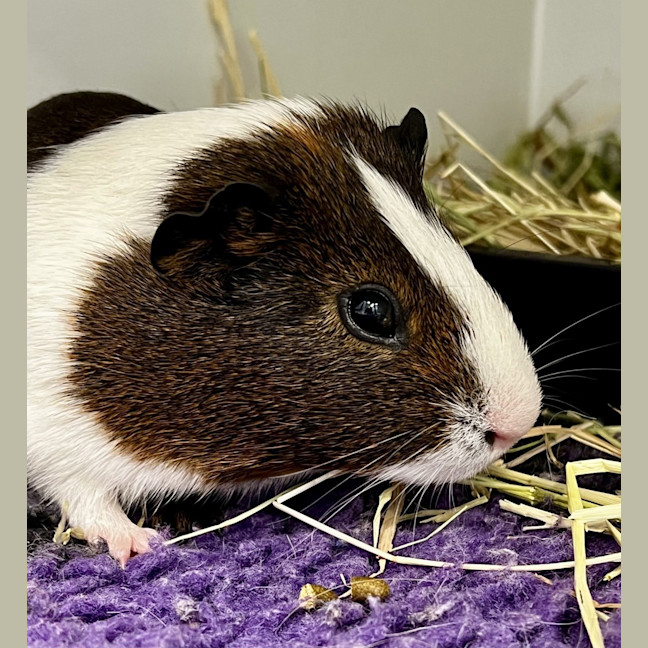 Photo of Pignatious