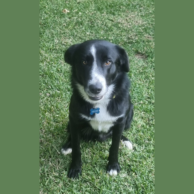 Photo of Ollie