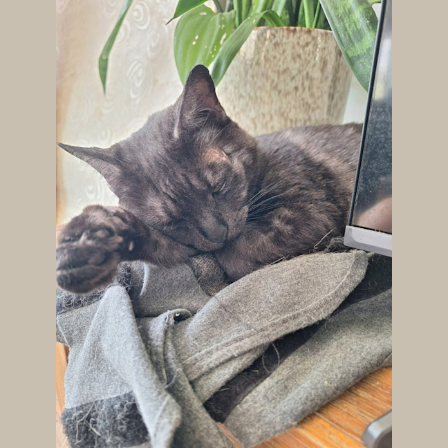 Photo of Hazelnut