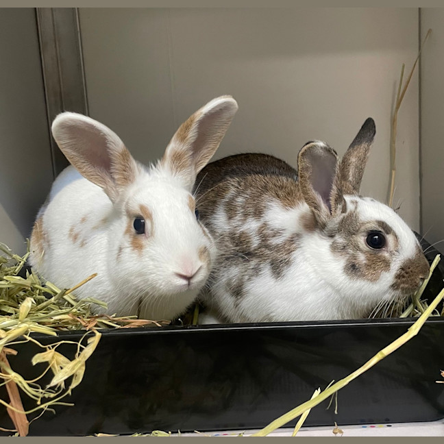 Photo of Peanut (Bonded To Bugs)