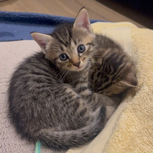Photo of Lilo