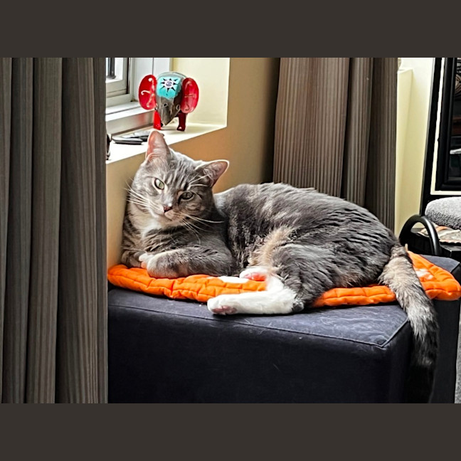 Photo of Quilly Willy