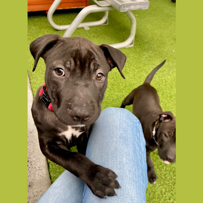 Photo of D1100 Humphrey