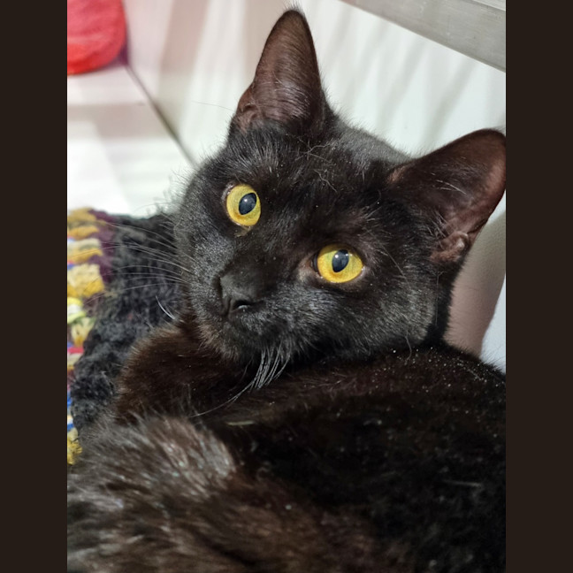 Photo of Slinky
