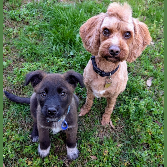 Photo of Kiki   10 Week Old Cattle Dog X Weimaraner (Trial)
