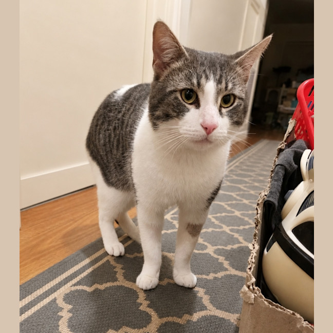 Photo of Bolt