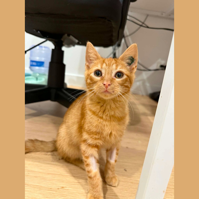 Photo of Cheeto Supreme