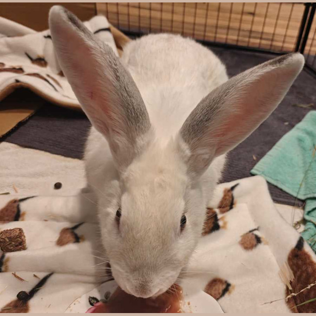 Photo of Pavlova