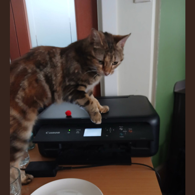 Photo of Critter   7 Month Old Domestic Short Hair