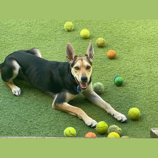 Photo of Bindi   6 Month Old Kelpie X