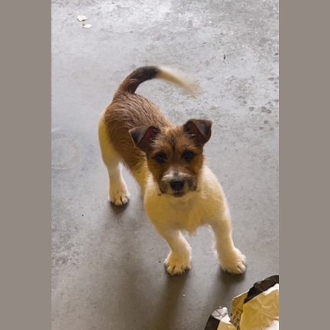 Photo of Milo