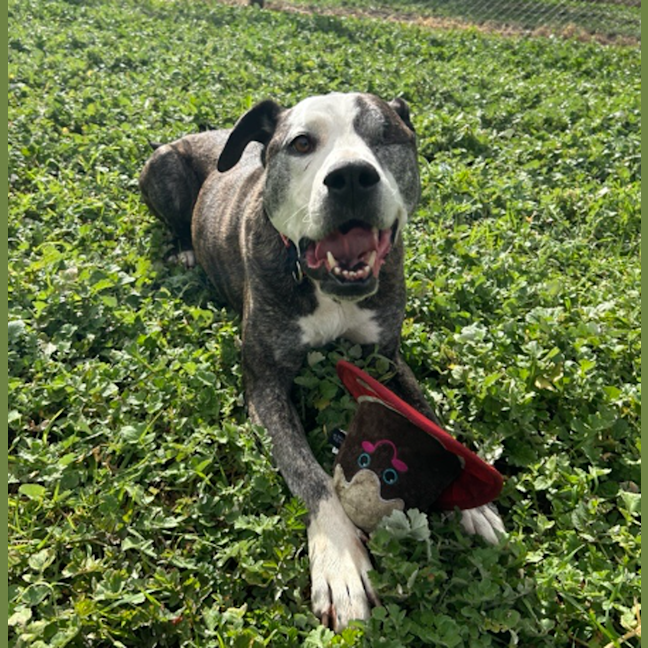 Photo of Oliver