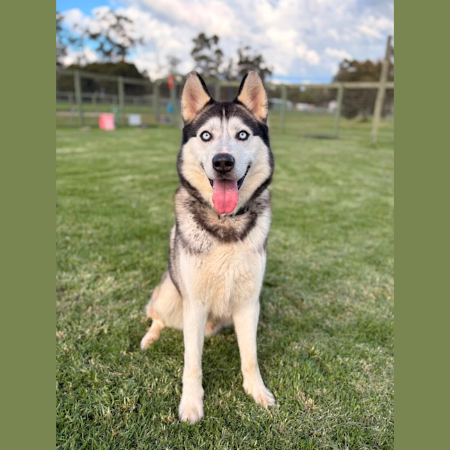 Photo of Ace