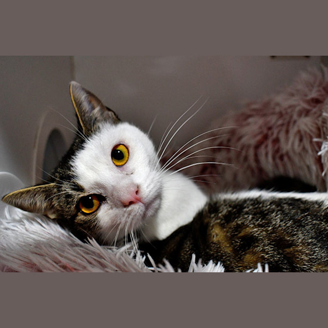 Photo of Willow