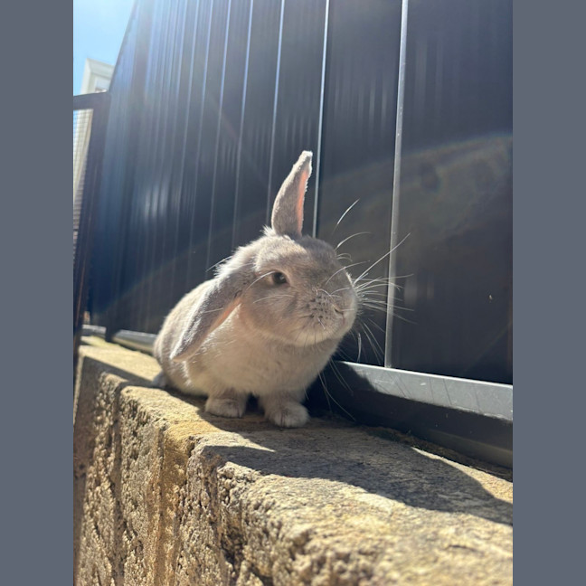 Photo of Kiwi
