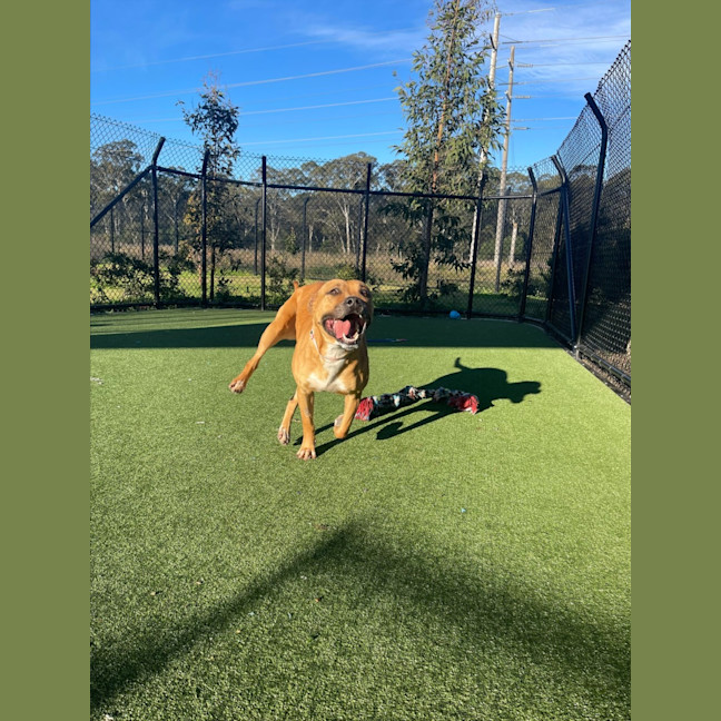 Photo of Honey Imp 1269