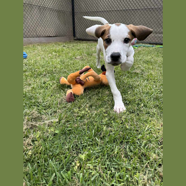 Photo of Bolt