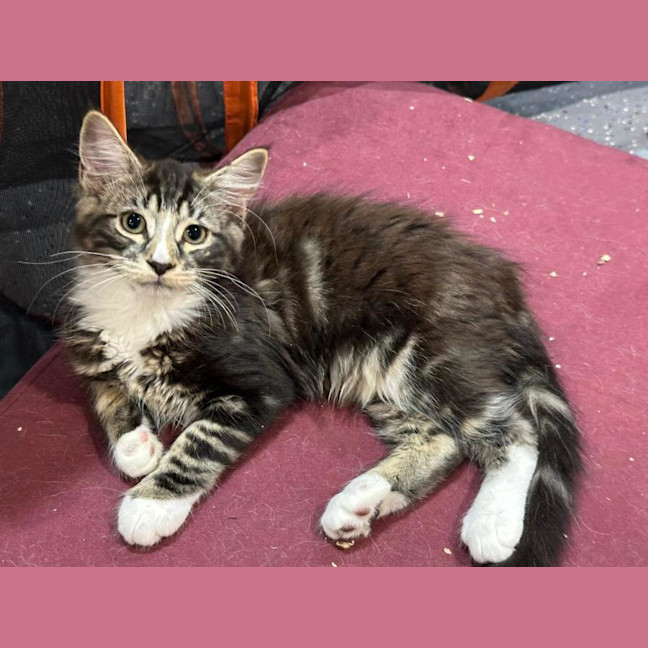 Photo of Fluffball