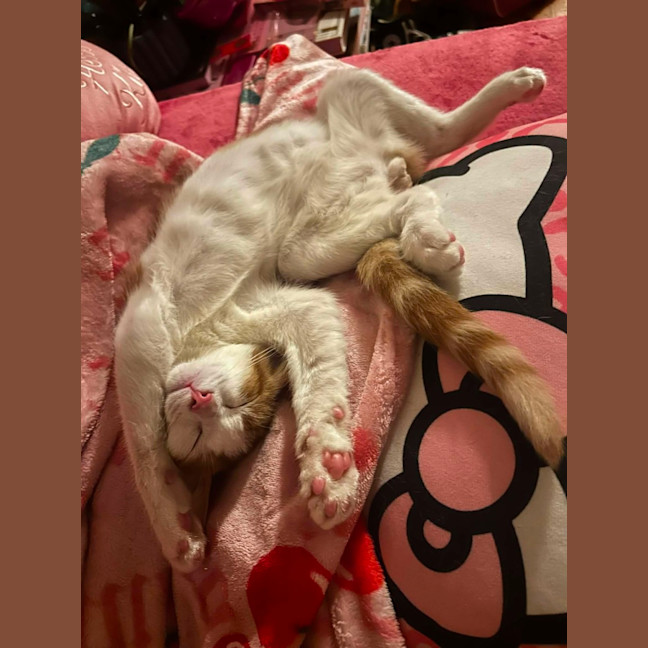 Photo of Tater Tot