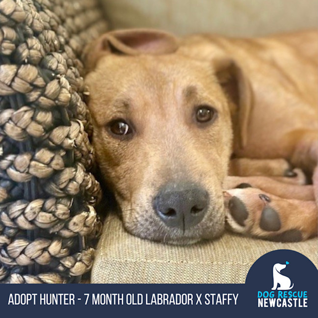 Photo of Hunter   7 Month Old Labrador X Staffy