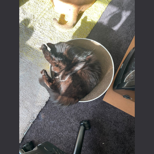 Photo of Curious George