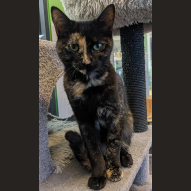 Photo of Misty The Mystical 