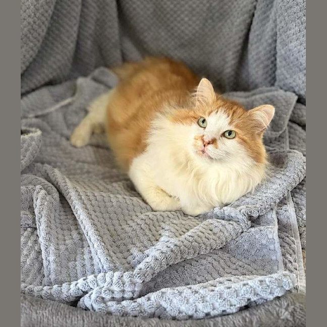 Photo of Nacho