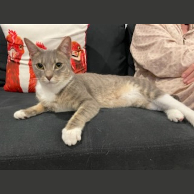 Photo of C1504 Dinky