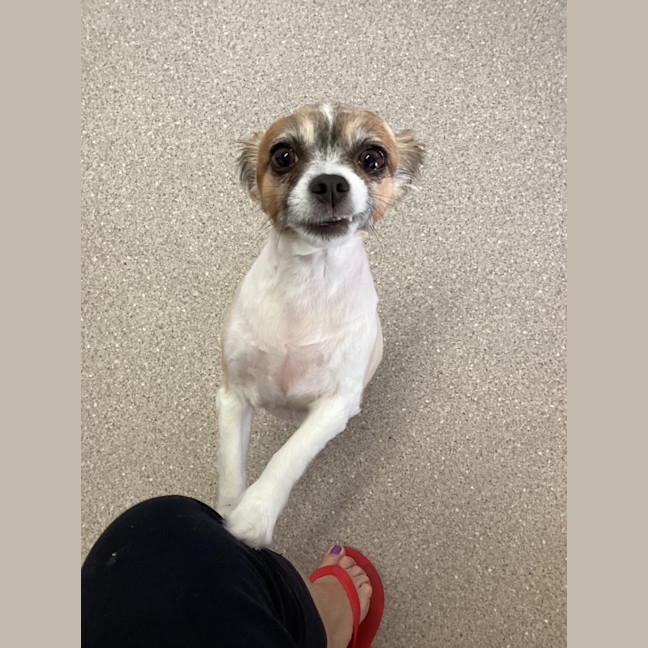 Photo of Polly   4 Year Old Chihuahua