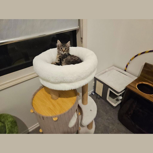Photo of Luna (Was Cleo)