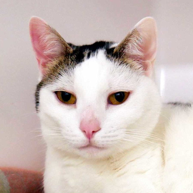 Photo of Lily Sua012871