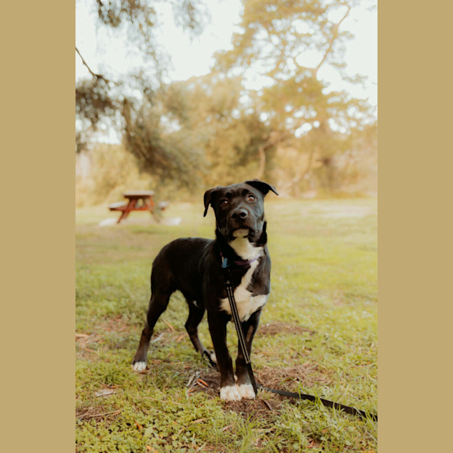 Photo of Shadow