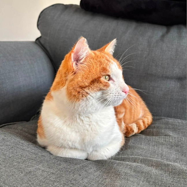 Photo of Big Red