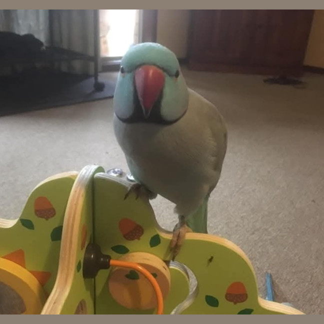 Photo of Bilbo And Fish