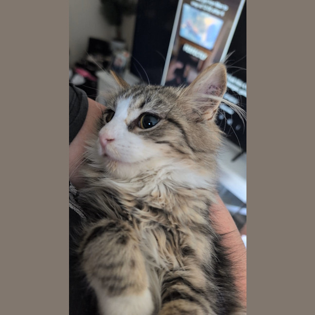 Photo of Marshmallow