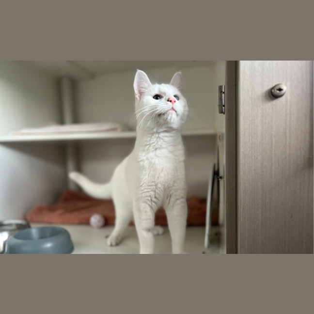 Photo of Flake