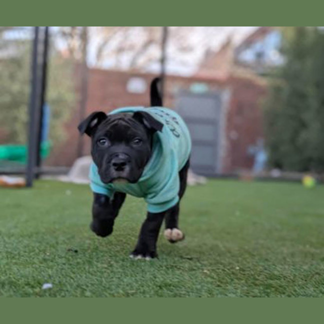Photo of Juno