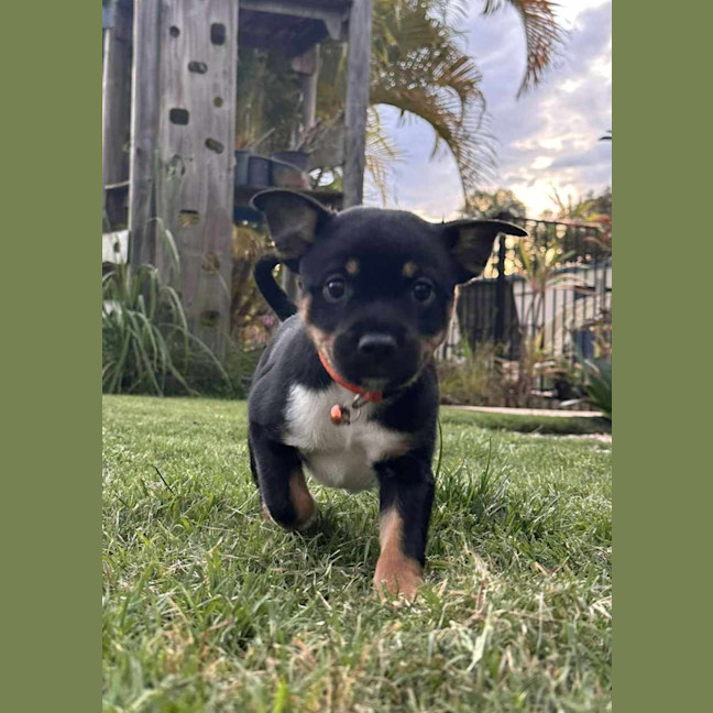 Photo of Alfie