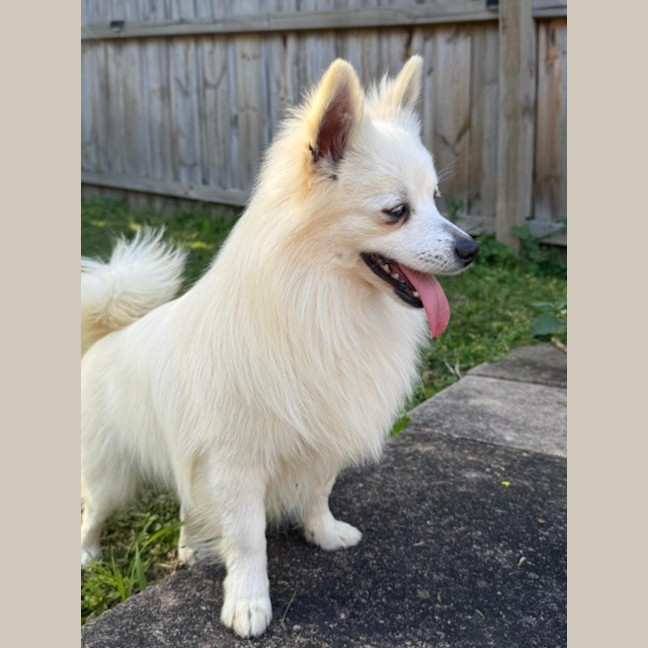 Photo of Dim Sim   10 Month Old Pomeranian X Spitz