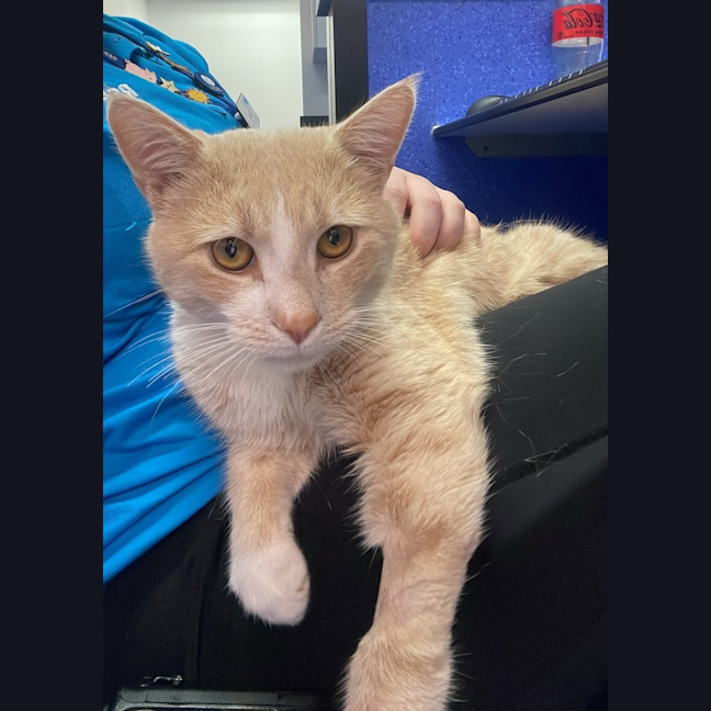 Photo of Leo