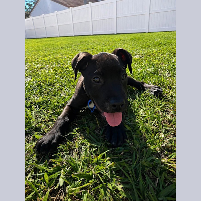 Photo of Flint