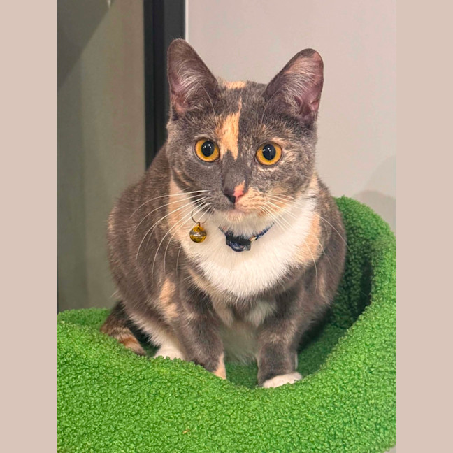 Photo of Luna