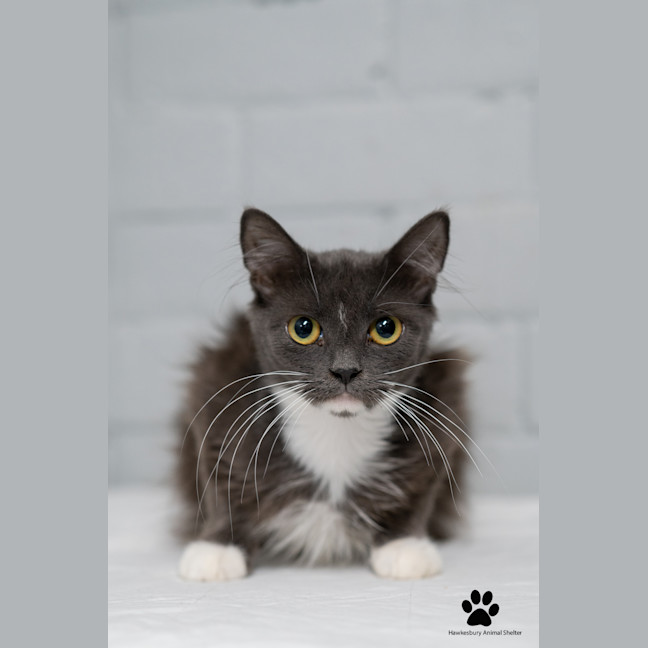 Photo of Smokey
