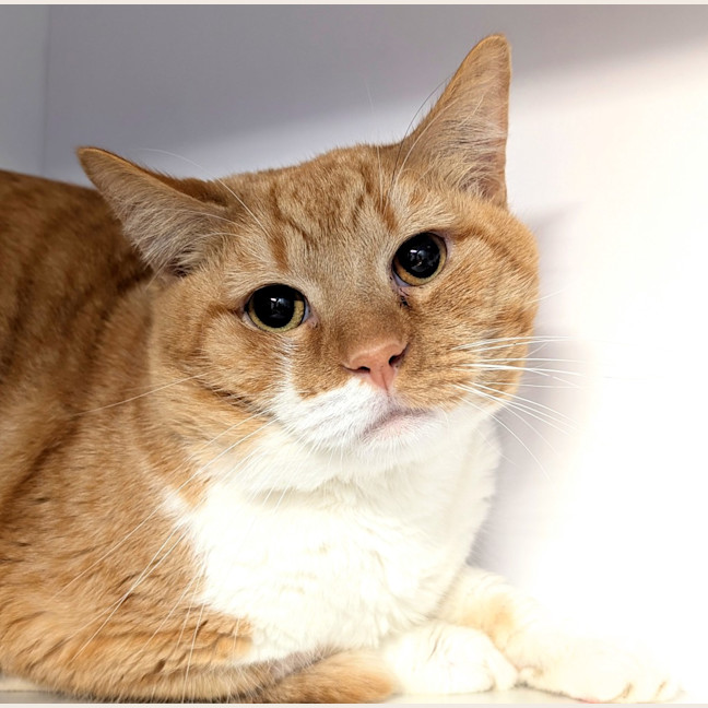 Photo of Koji