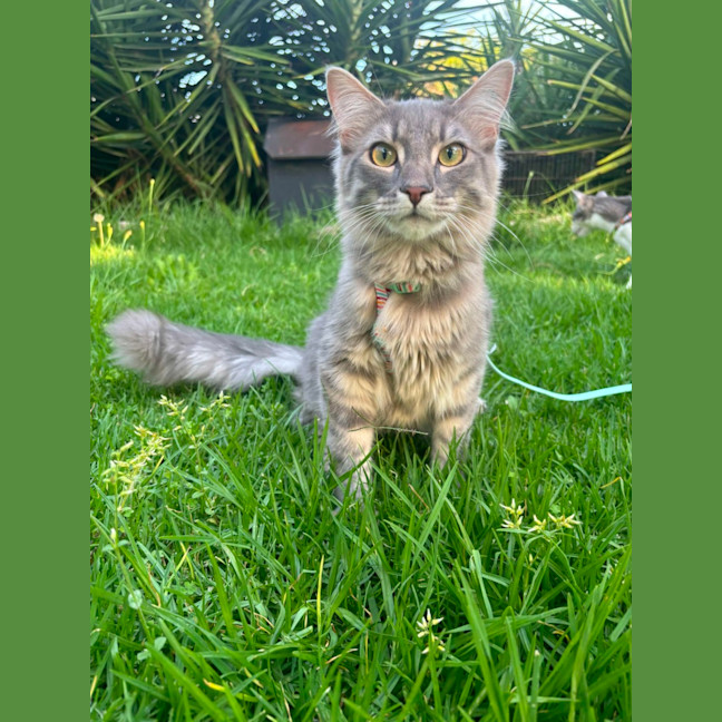 Photo of Joey And Munch 