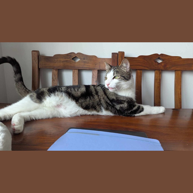 Photo of 🤠 Bandit 🤠