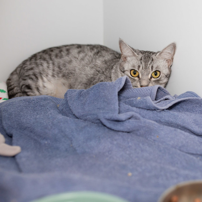 Photo of Sheera