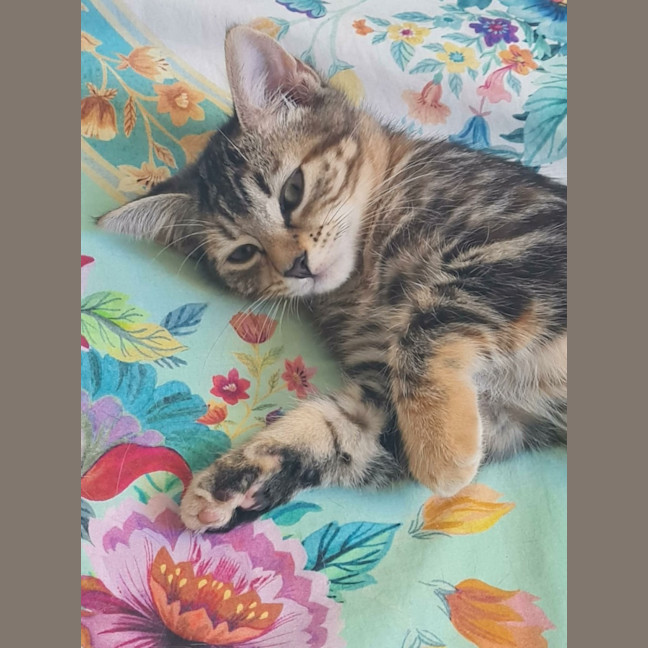 Photo of Peekaboo
